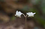 Pipsissewa <BR>Spotted wintergreen